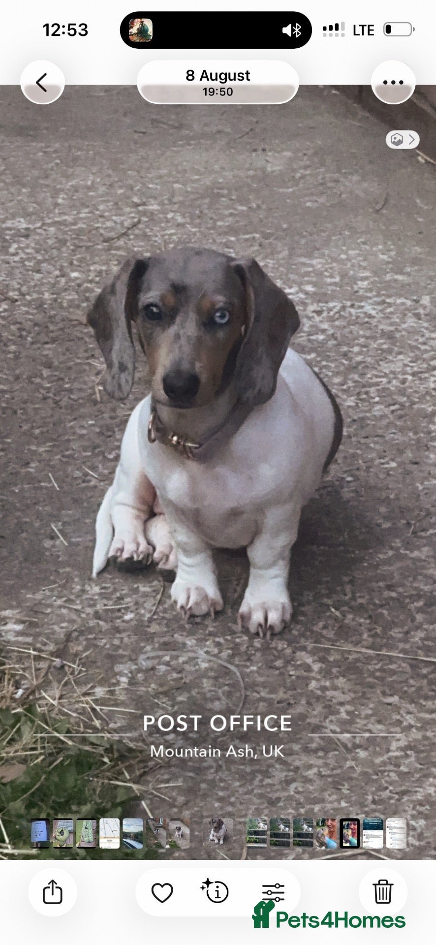 Dachshund dogs for sale: 7 month old Dashound - Advert 21