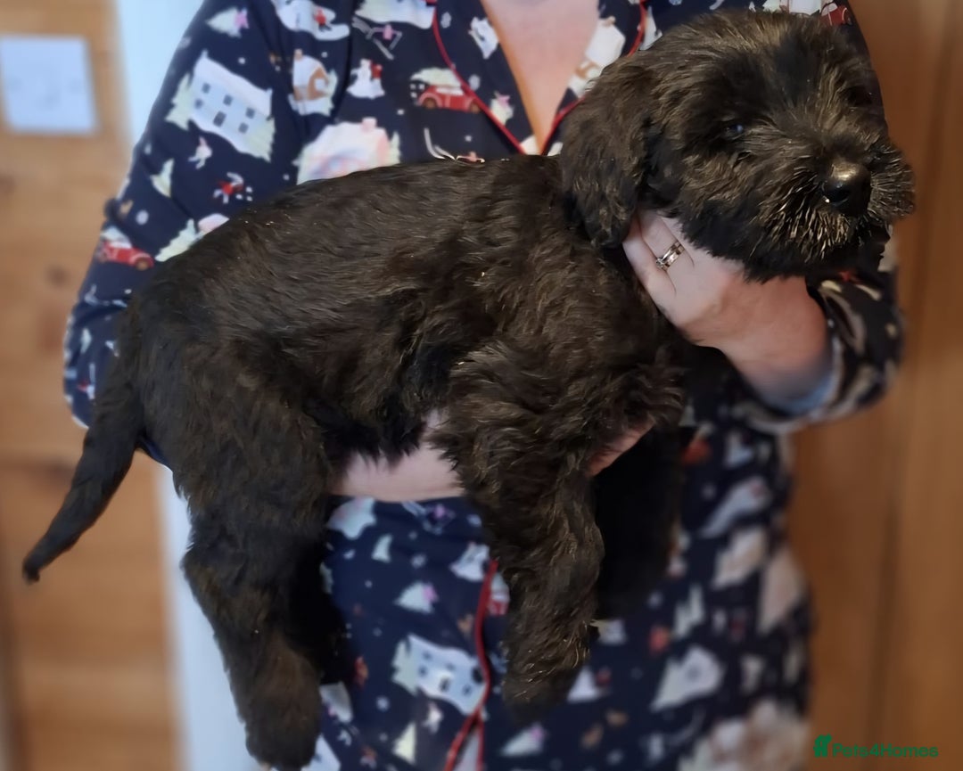 Giant Schnauzer dogs for sale: Giant Schnauzer Puppies  - Advert 8