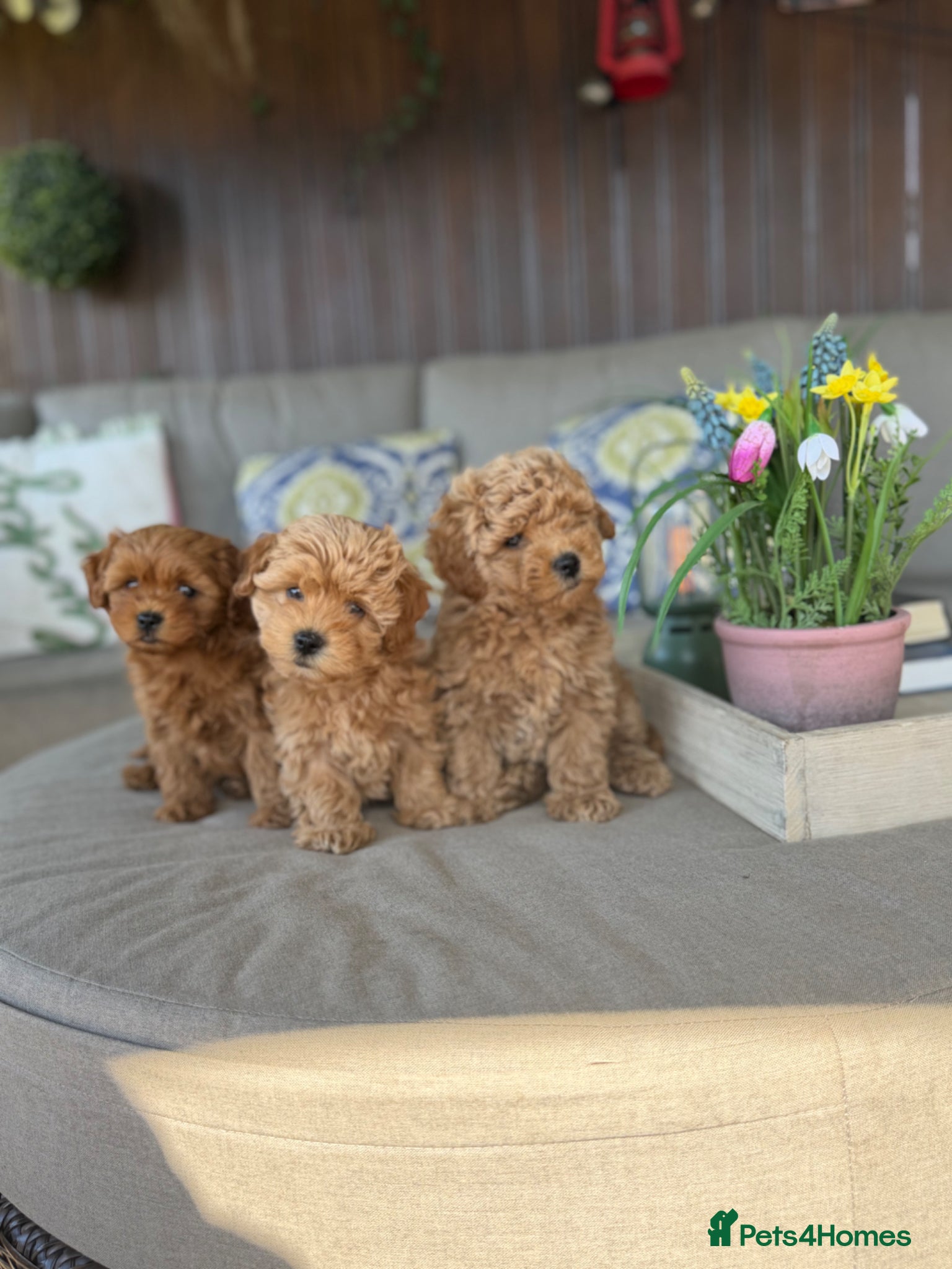 Maltipoo dogs Beautiful Red Maltipoo puppies for sale  - Advert 1