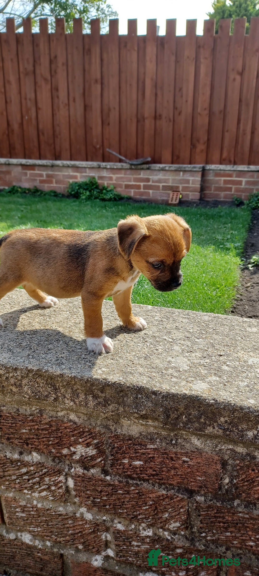 Mixed Breed dogs for sale: Jack Russell x Boarder Terrier girl pup - Image 9