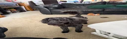 Cockapoo dogs for sale: Needs a loving new home Available now - Advert 4