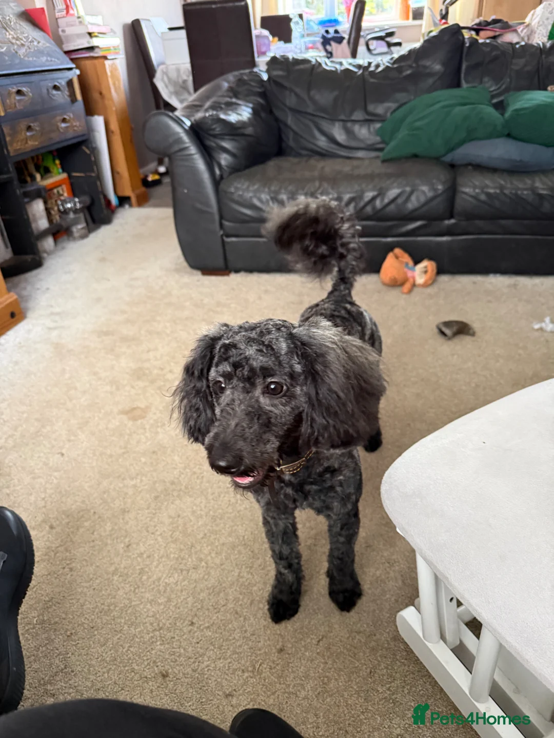 Cockapoo dogs for sale: Needs a loving new home Available now - Advert 4