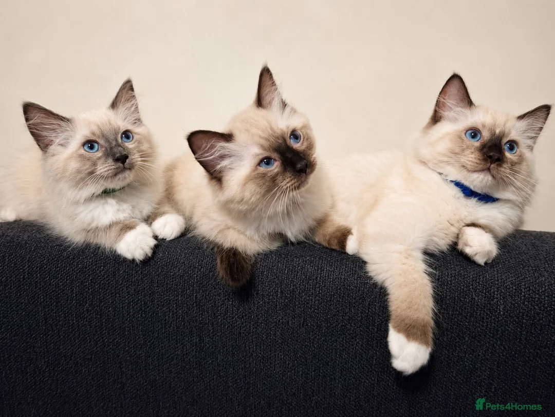 Ragdoll cats for sale: Fluffy Ragdoll Kittens  - Advert 2