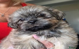 Shih Tzu dogs for sale: Shih tzu  - Image 33