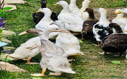 Ducks poultry for sale: Indian Runner Ducks - READY NOW 😊 - Image 3