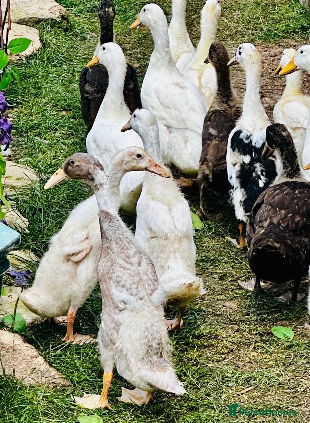 Ducks poultry for sale: Indian Runner Ducks - READY NOW 😊 - Image 3