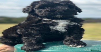 Bernedoodle dogs - Advert 12