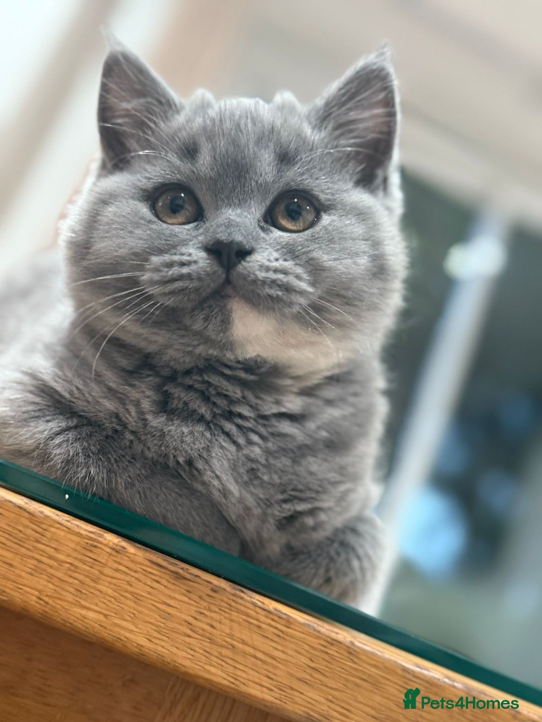 British Shorthair cats for sale: 2 female British short hair - Advert 4
