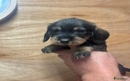 Dachshund dogs for sale: Ready now standard Wirehair dachshund (teckel)  - Image 15