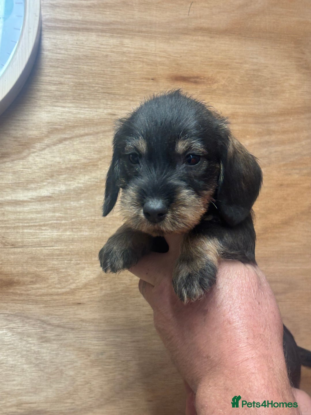 Dachshund dogs for sale: Ready now standard Wirehair dachshund (teckel)  - Image 15