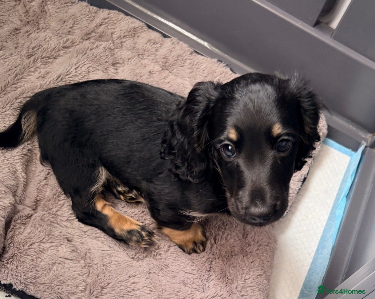 Miniature Dachshund dogs Beautiful long hair miniature dachshund pups - Advert 5