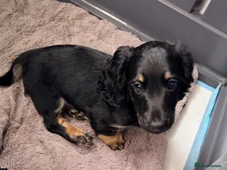 Miniature Dachshund dogs Beautiful long hair miniature dachshund pups - Advert 5