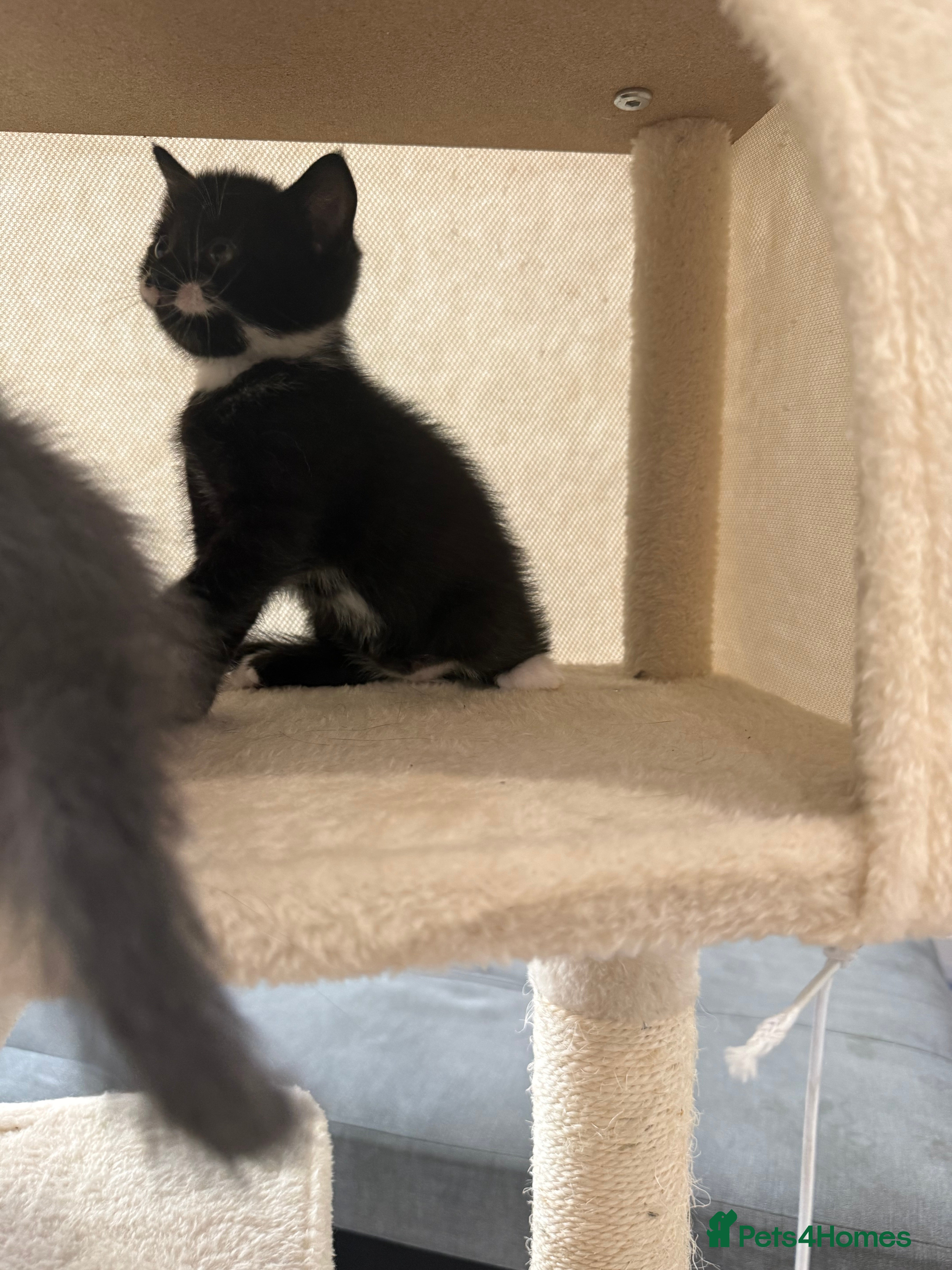 British Shorthair cats for sale: Beautiful mixed breed kittens  in Loughton - Advert 5