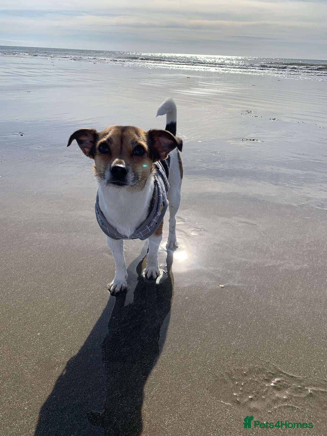 Mixed Breed dogs for sale: Jack Russell x chihuahua  - Advert 5