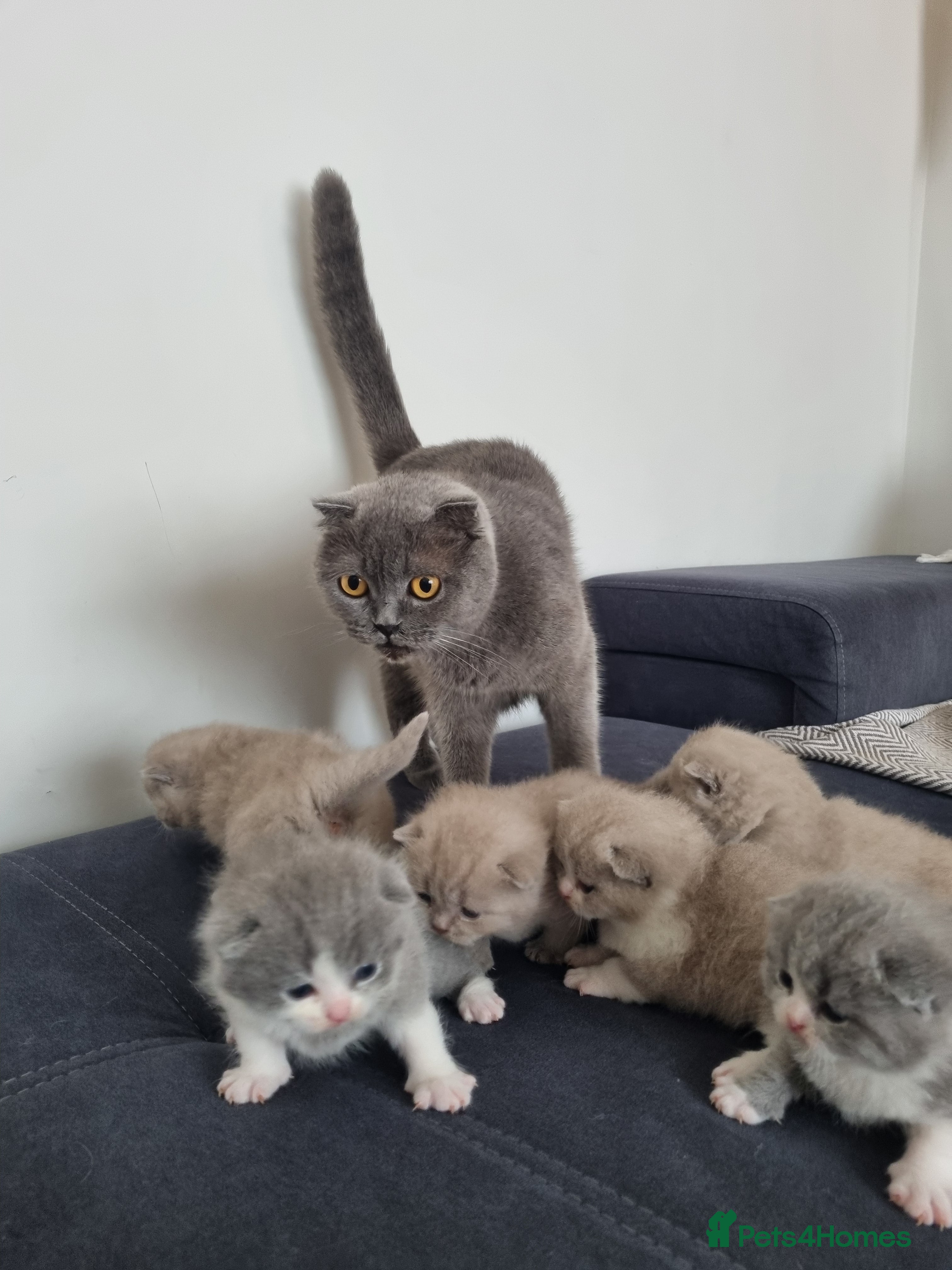 Scottish Fold cats for sale: 6 Scottish fold kittens  in Grays - Advert 12
