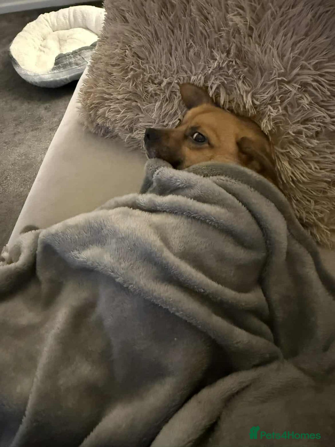 Mixed Breed dogs for adoption: TED   - Advert 11