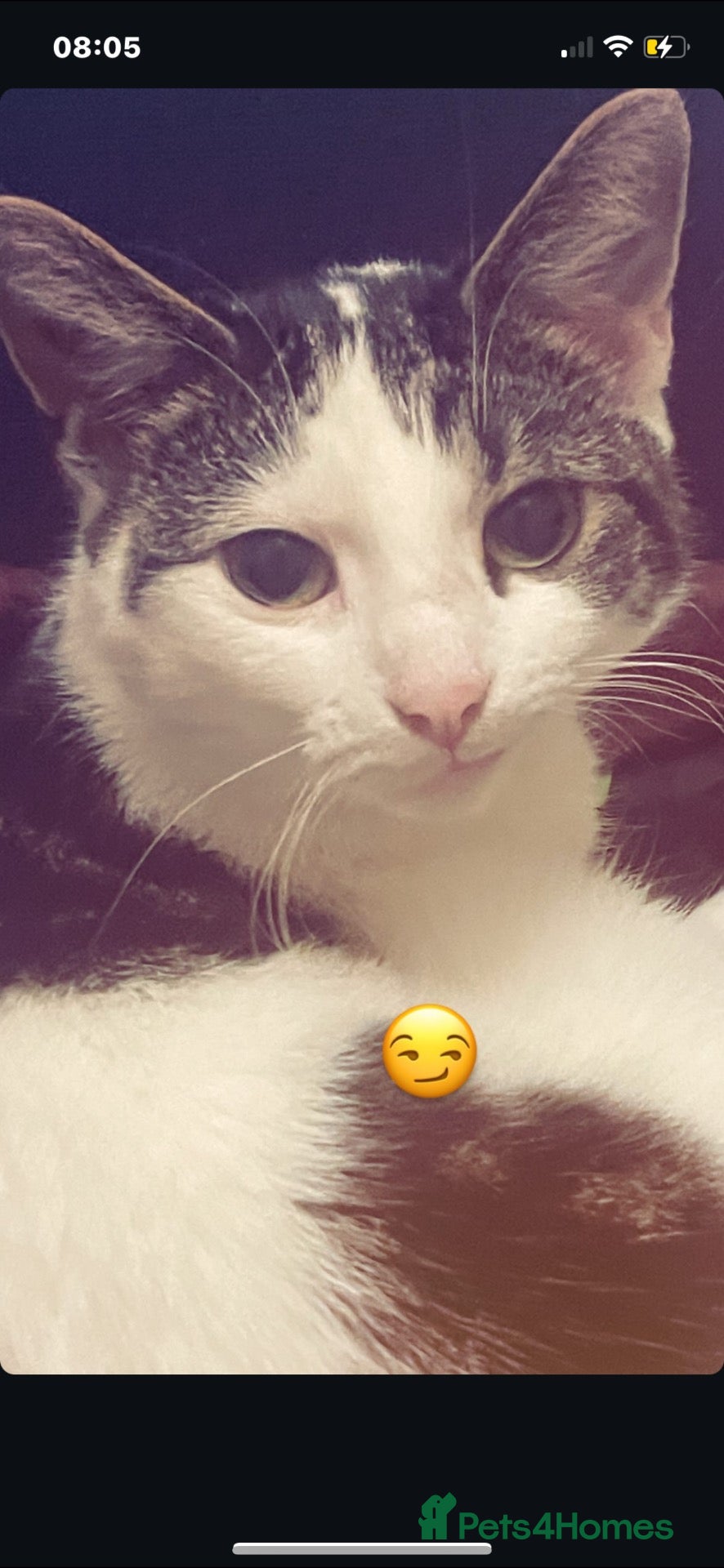 Mixed Breed cats for sale: Hilarious cat looking for loving home  - Advert 16