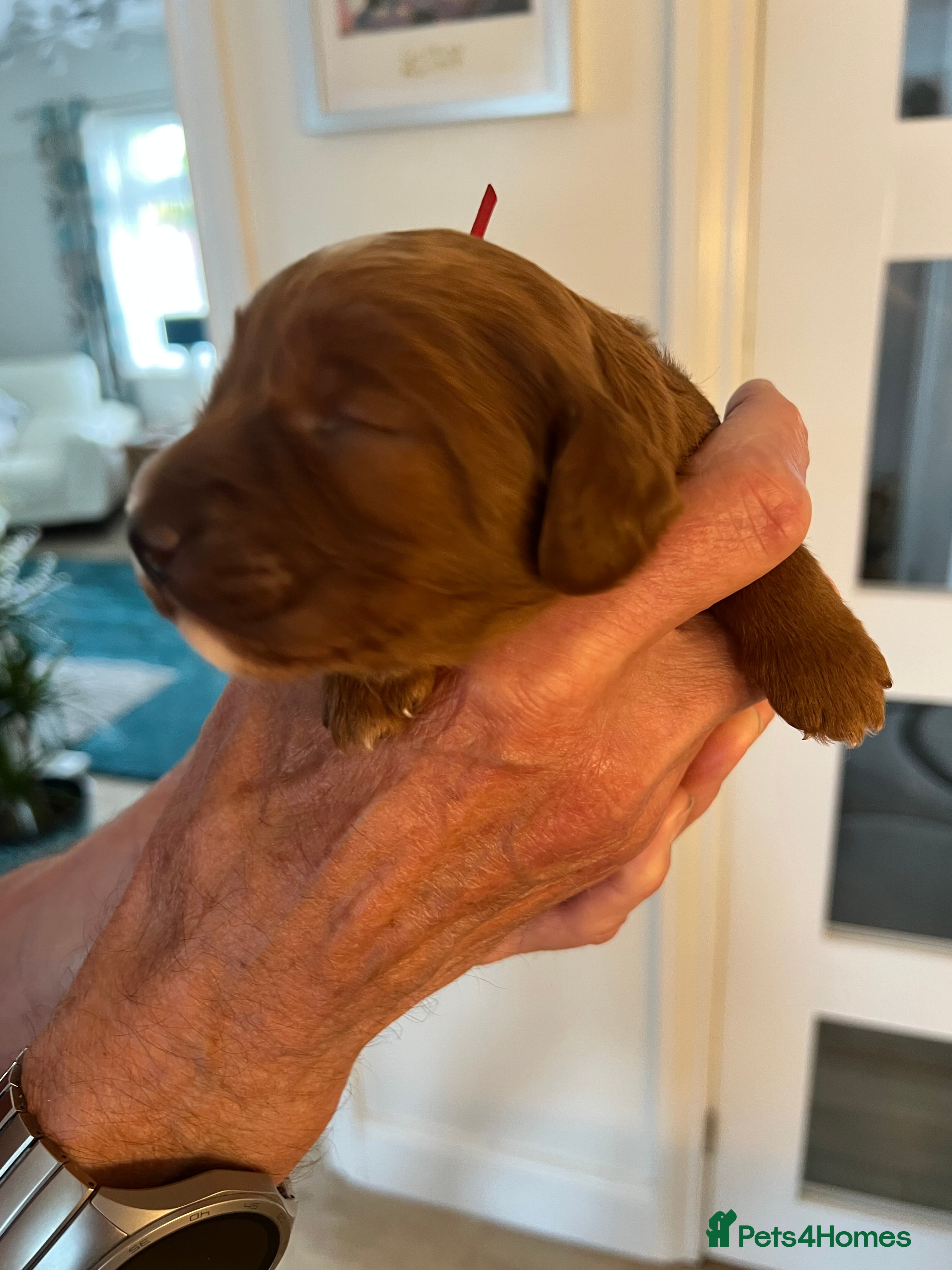 Cockapoo dogs 8 home raised red F1B cockapoos 3 girls/5 boys - Advert 2