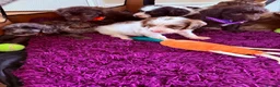 Cockapoo dogs for sale: Outstanding puppies  - Advert 5