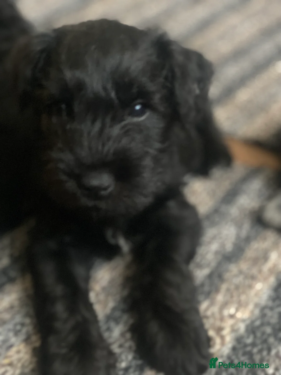 Miniature Schnauzer dogs for sale: 5*KC MINIATURE SCHNAUZER PUPPIES  - Advert 26