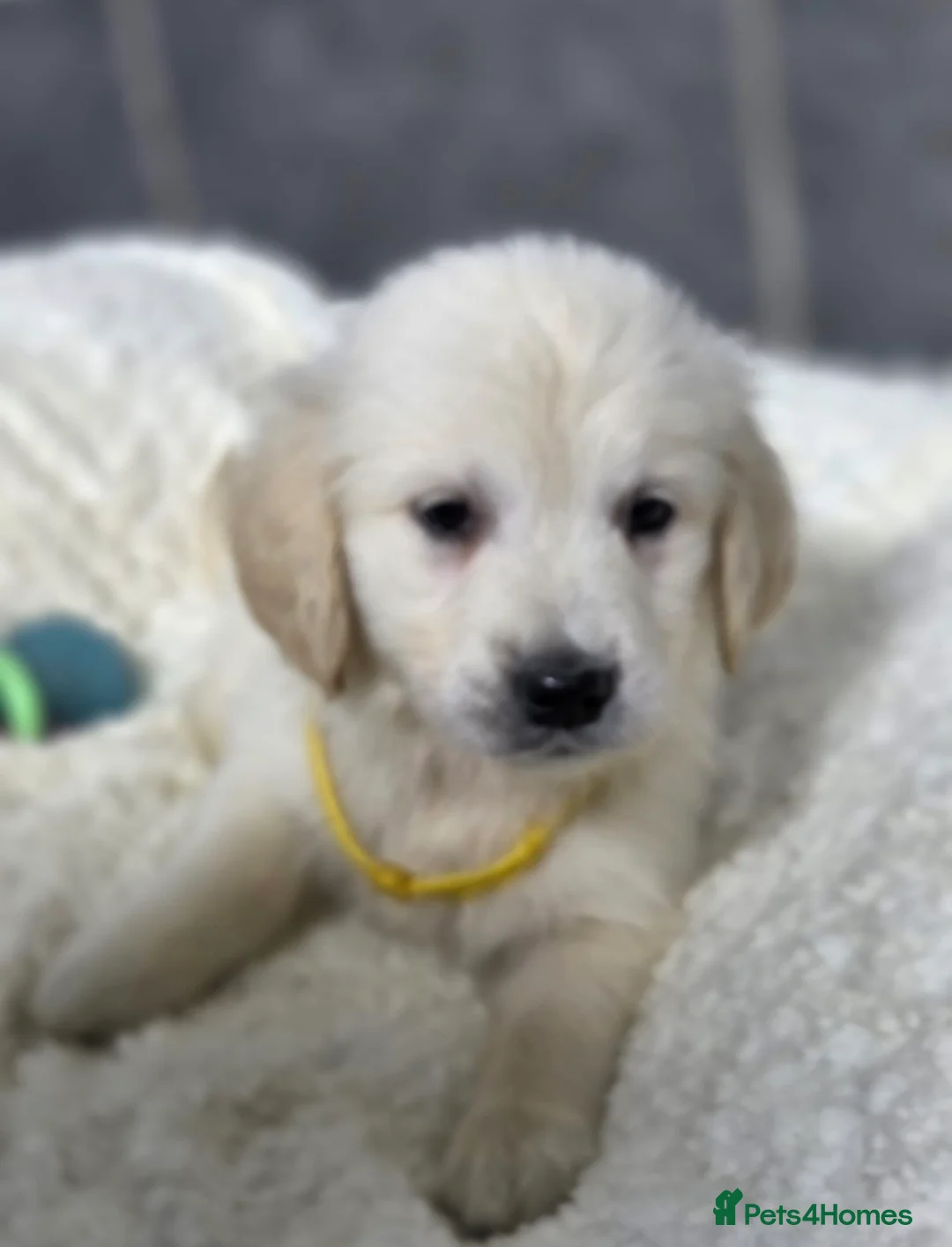 Golden Retriever dogs for sale: Beautiful kc golden retriever pups - Advert 3