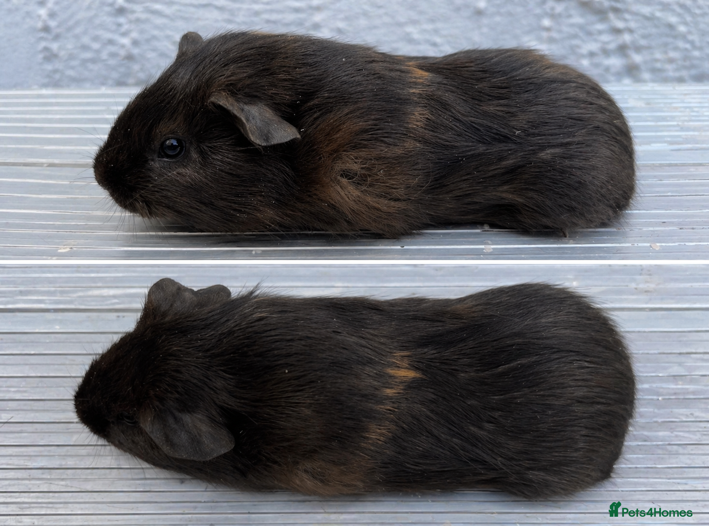 Guinea Pig rodents Beautiful guinea pig baby - back available  - Advert 20