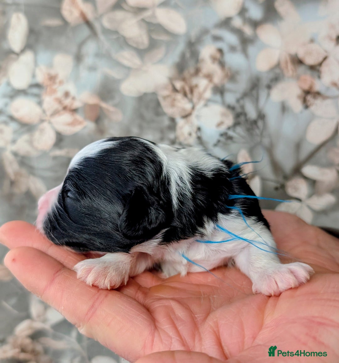 Toy Poodle dogs for sale: 🖤CAVAPOO BABIES🖤TESTED PARENTS! - Advert 20