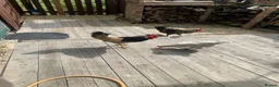 Chickens poultry for sale: Hens and rooster for sale with tha coop - Advert 4