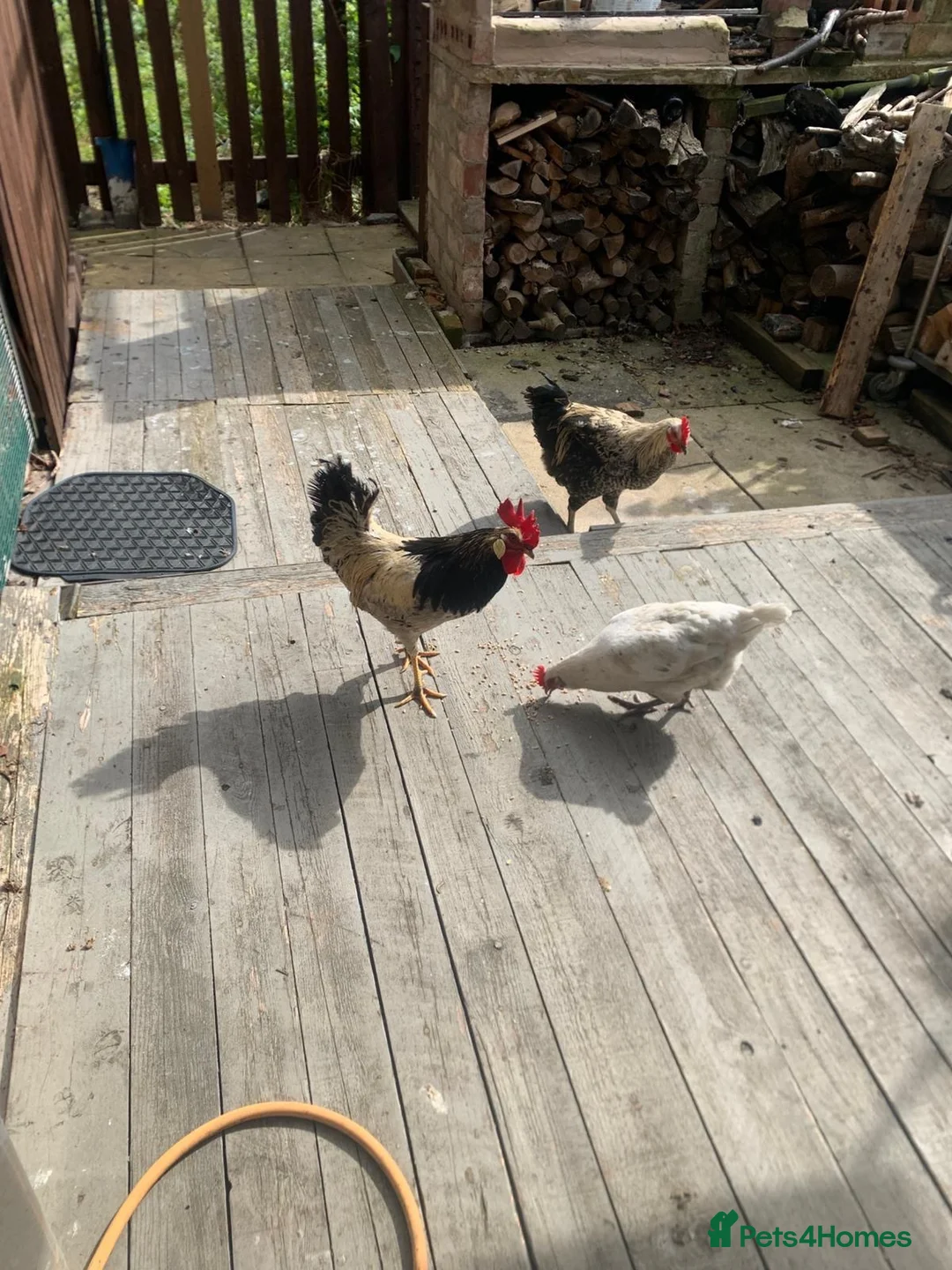 Chickens poultry for sale: Hens and rooster for sale with tha coop - Advert 4