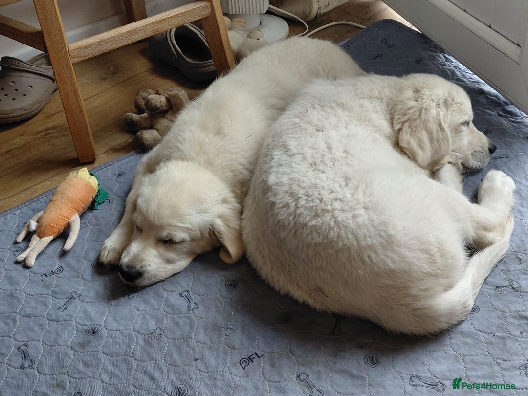 Golden Retriever dogs for sale: Gorgeous KC registered Golden Retriever puppies - Image 4