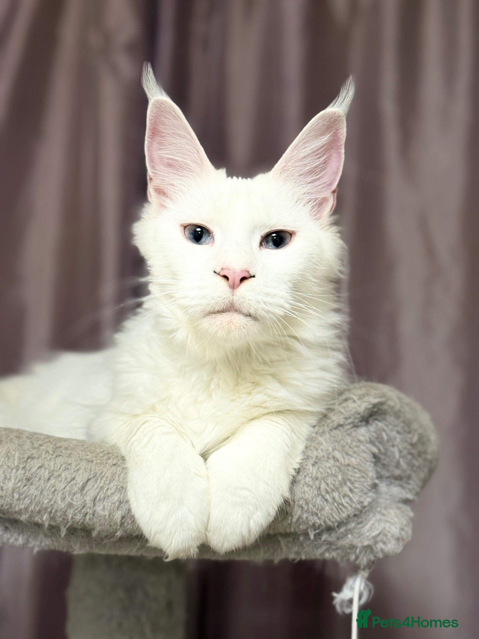 Mixed Breed cats 3/4 Maine Coon,stunning babies - Advert 2