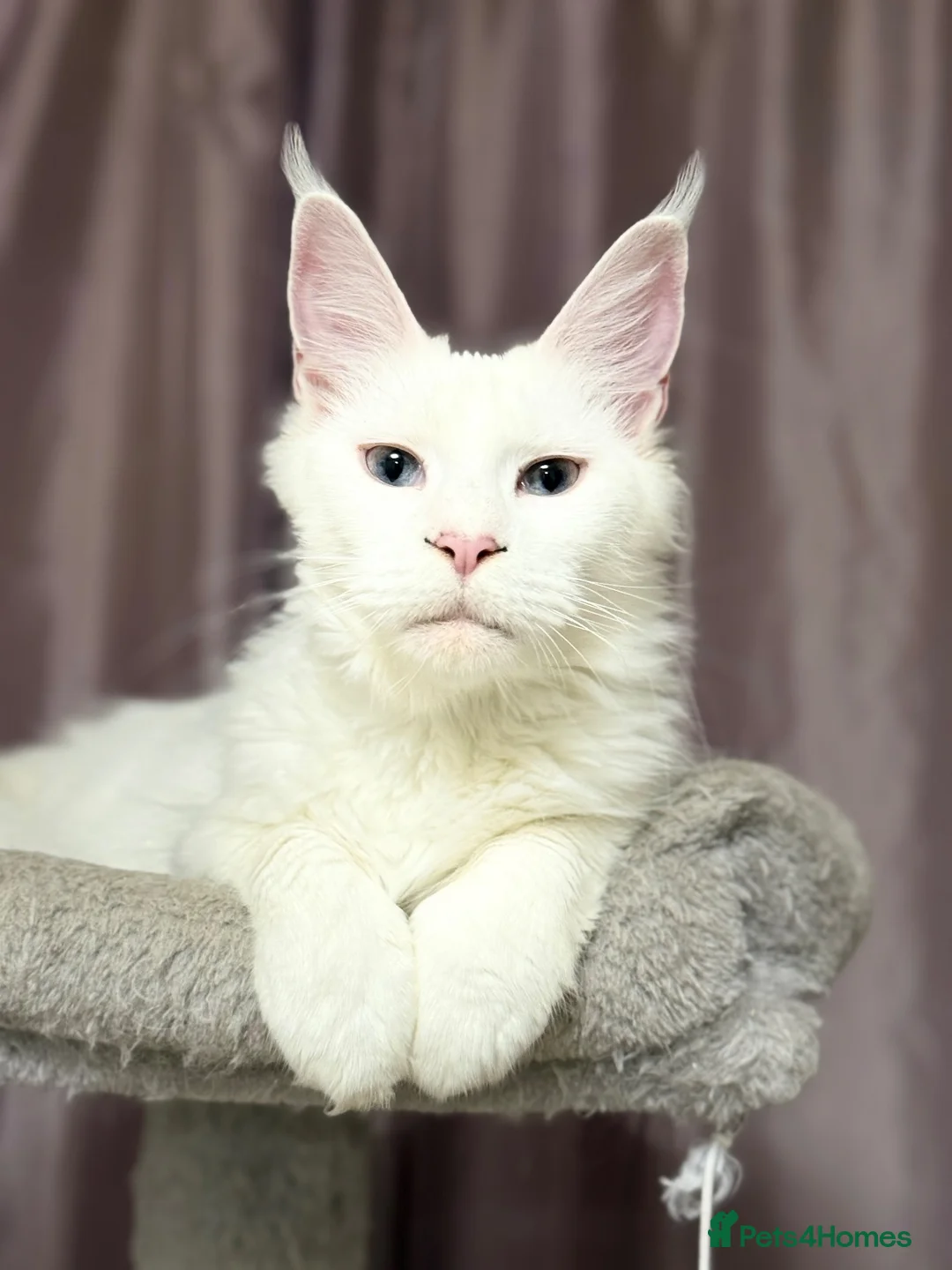 Mixed Breed cats for sale: 3/4 Maine Coon,stunning babies - Advert 1