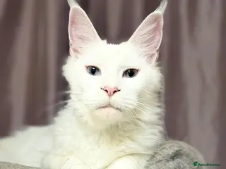 Mixed Breed cats 3/4 Maine Coon,stunning babies - Advert 2