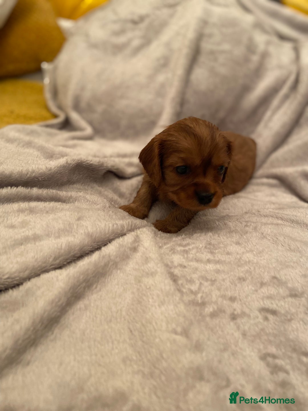 Cavalier King Charles Spaniel dogs for sale: Exceptional, ruby pure bred Cavaliers - Advert 8