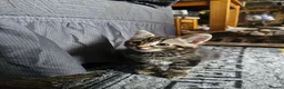 Mixed Breed cats for sale: Kitten 8 weeks old ready to leave - Advert 2