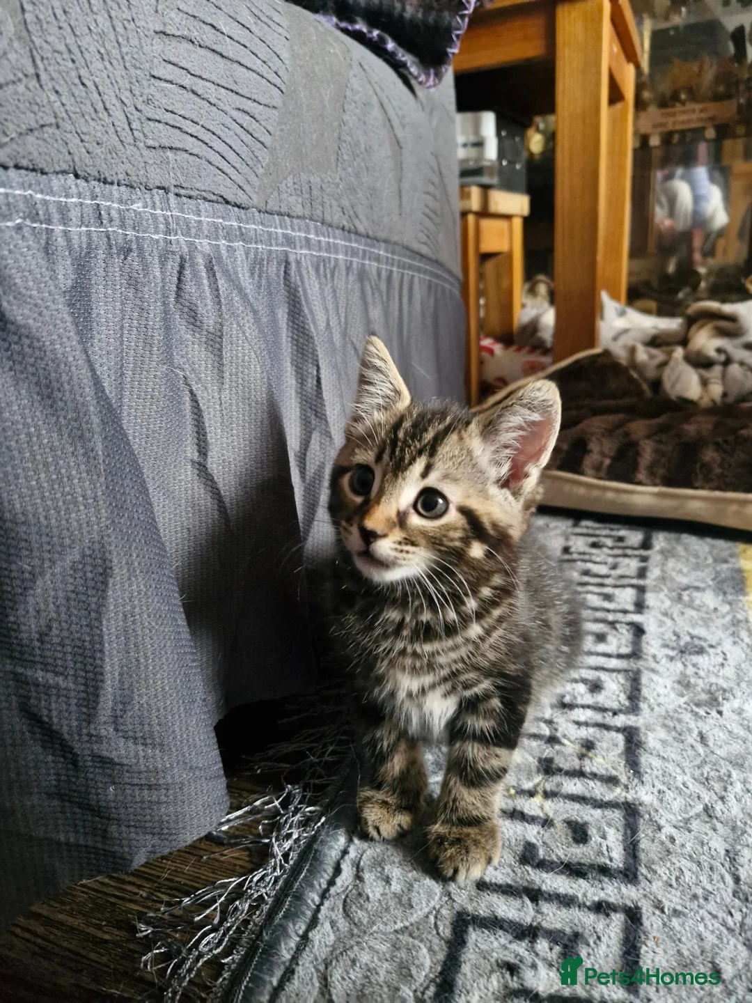 Mixed Breed cats for sale: Kitten 8 weeks old ready to leave - Advert 2