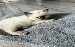 Ragdoll cats for sale: Ragdoll - Image 11