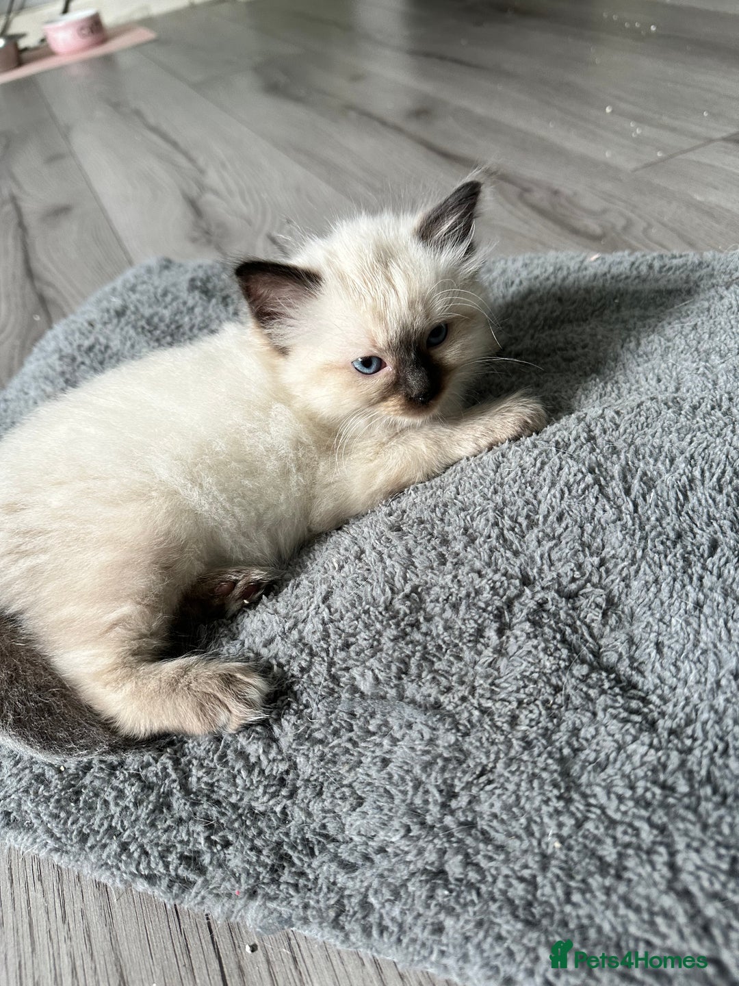 Ragdoll cats for sale: Ragdoll - Image 11