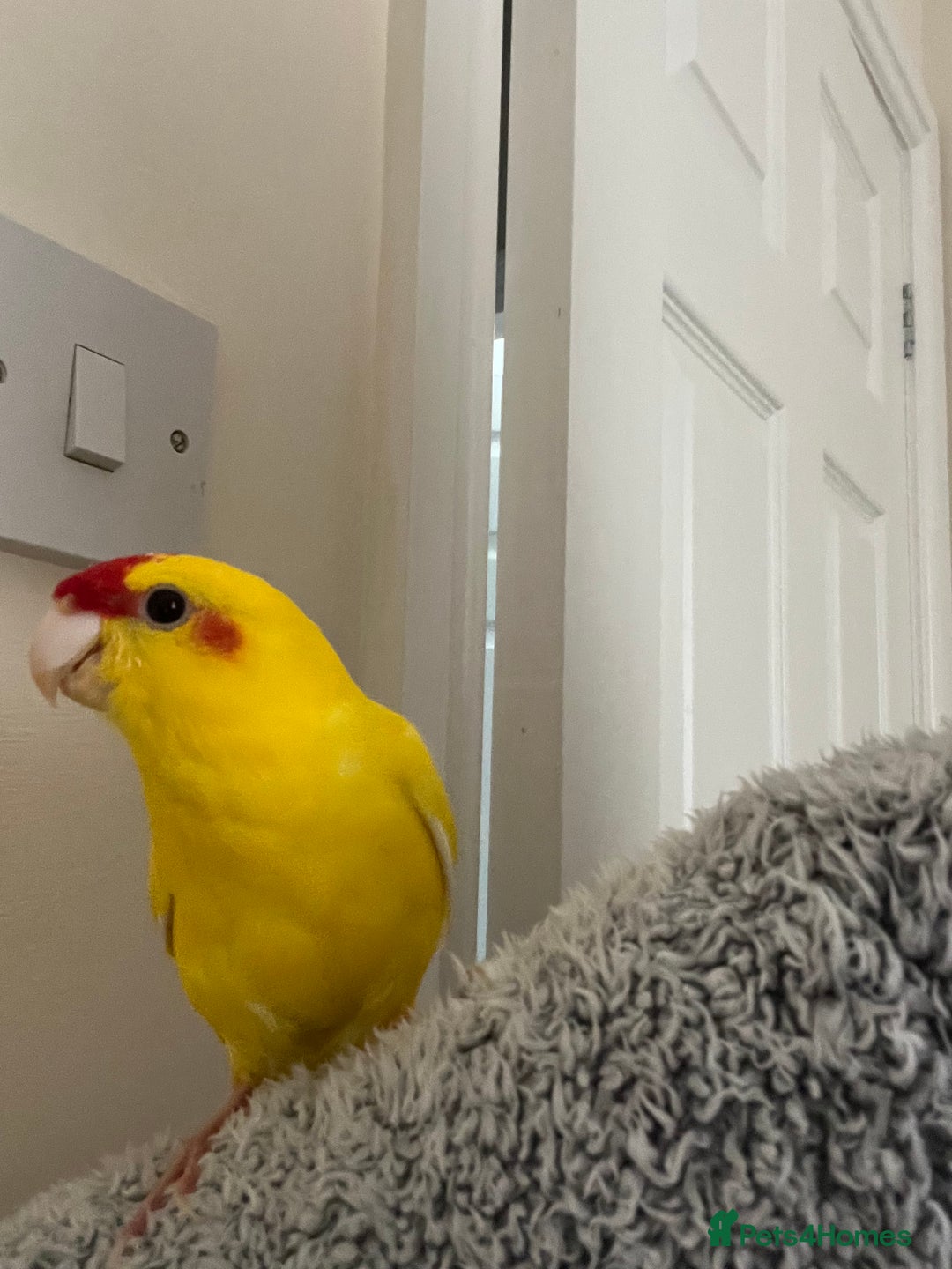 Parakeets birds for sale: Yellow and red male Kakariki  - Image 2