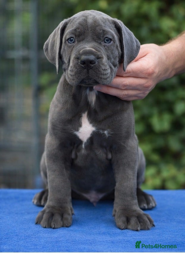 Cane Corso dogs Champion Cane Corso Puppies Health Tested  - Advert 8