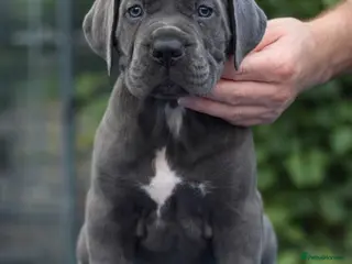 Cane Corso dogs Champion Cane Corso Puppies Health Tested - Advert 8