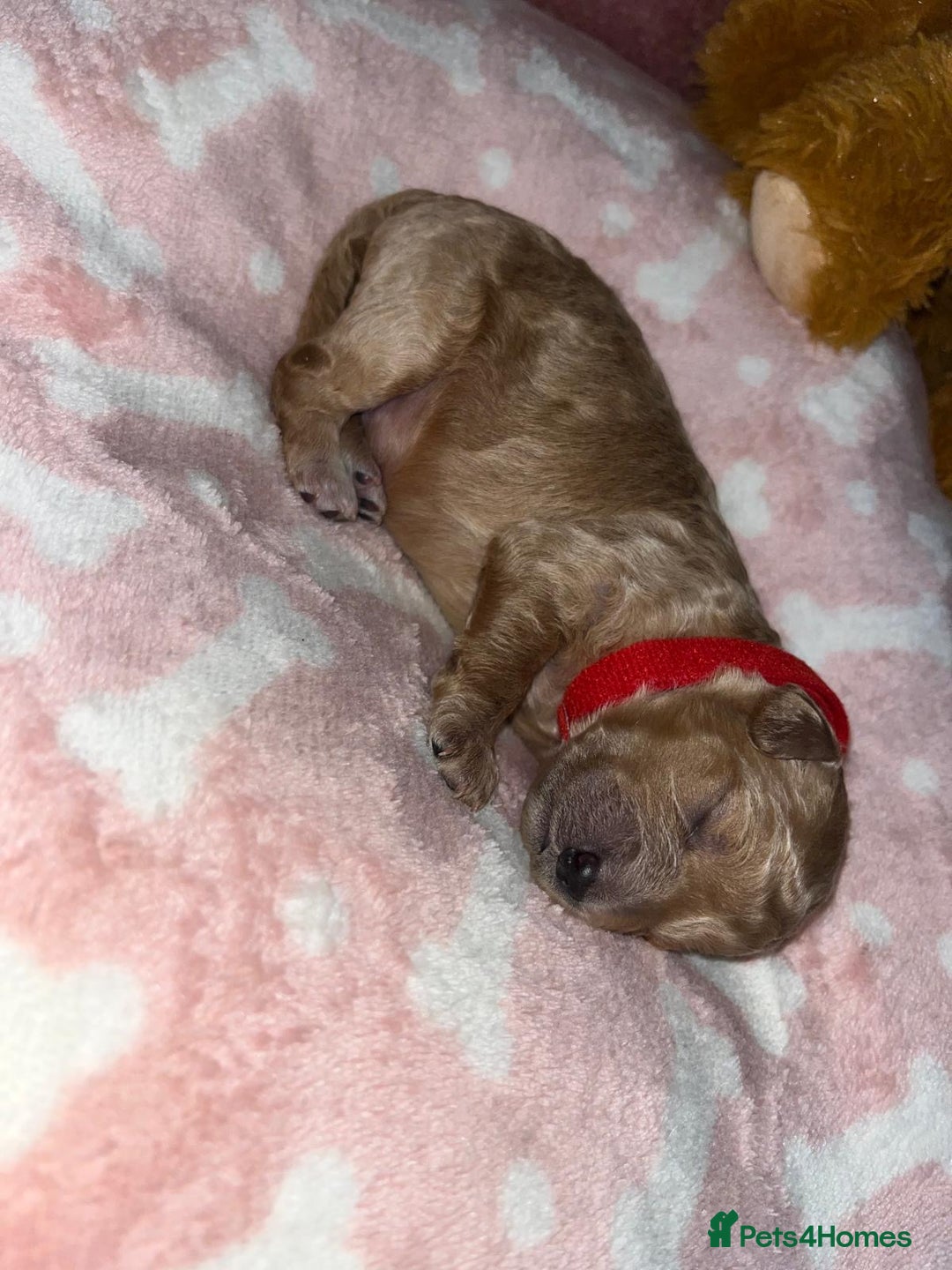 Cockapoo dogs for sale: 🌸3 gorgeous chunky Cockapoo puppy’s 🌸 - Image 28