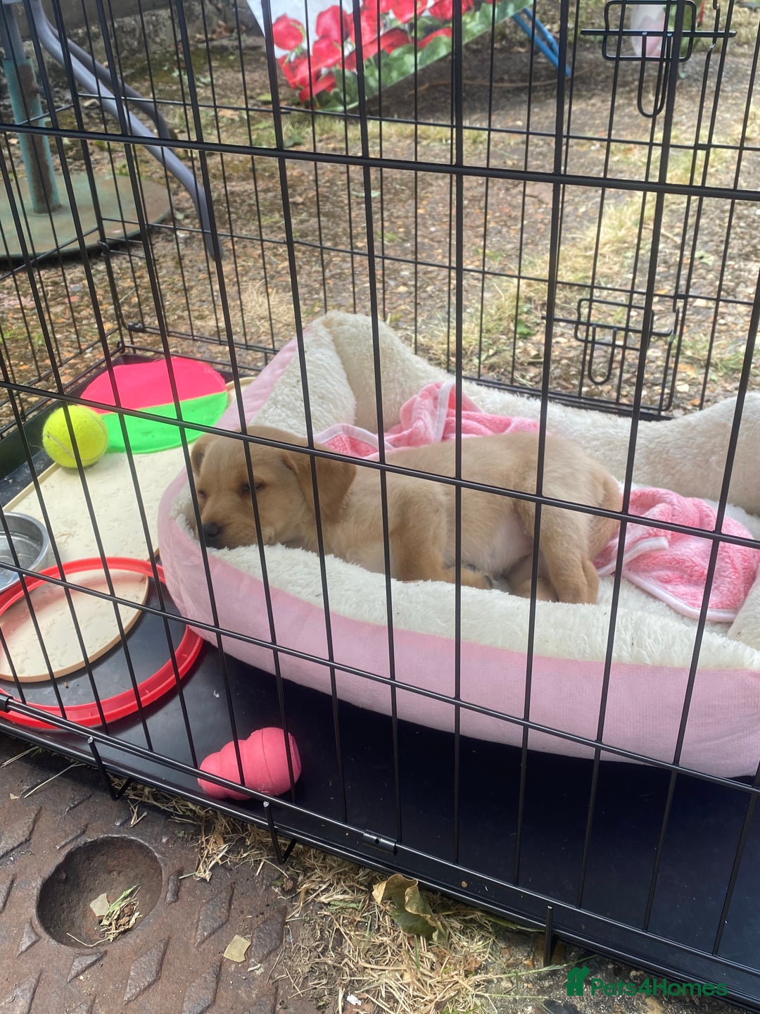 Labrador Retriever dogs for sale: Labrador Retriever  - Image 2