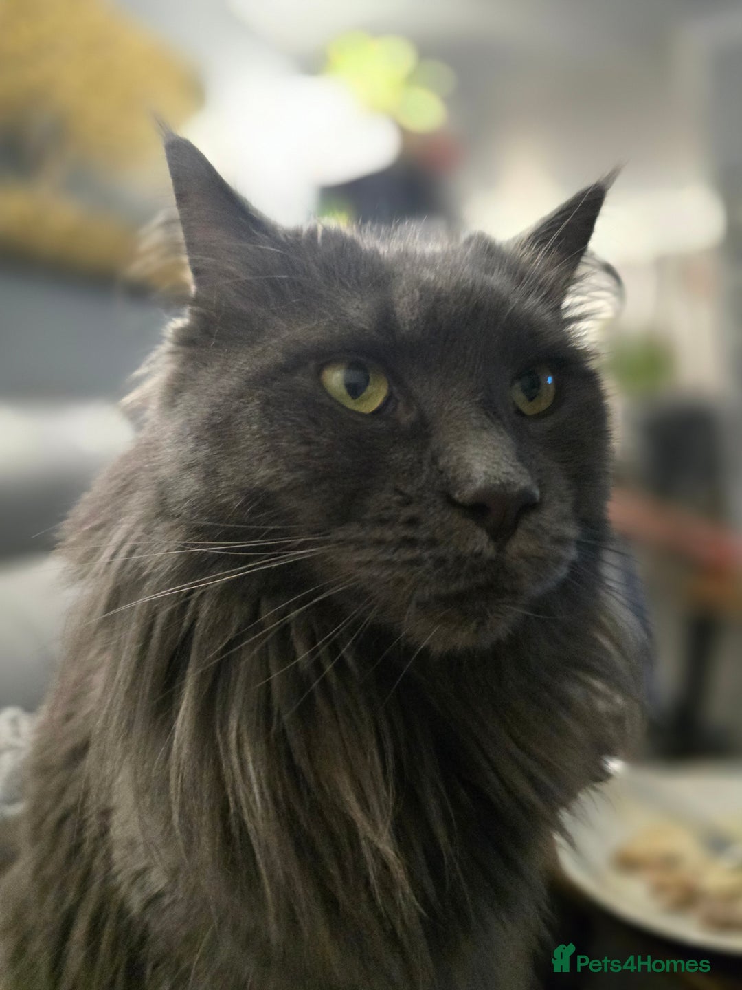 Maine Coon cats for sale: Blue Beautiful baby Milo  - Advert 5