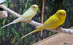 Budgerigars birds for sale: Yellow Lutino budgies. - Image 4