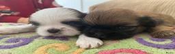 Shih Tzu dogs for sale: ** 2 Beautiful Shihtzu Girl Available  ** in Cambridge - Advert 6
