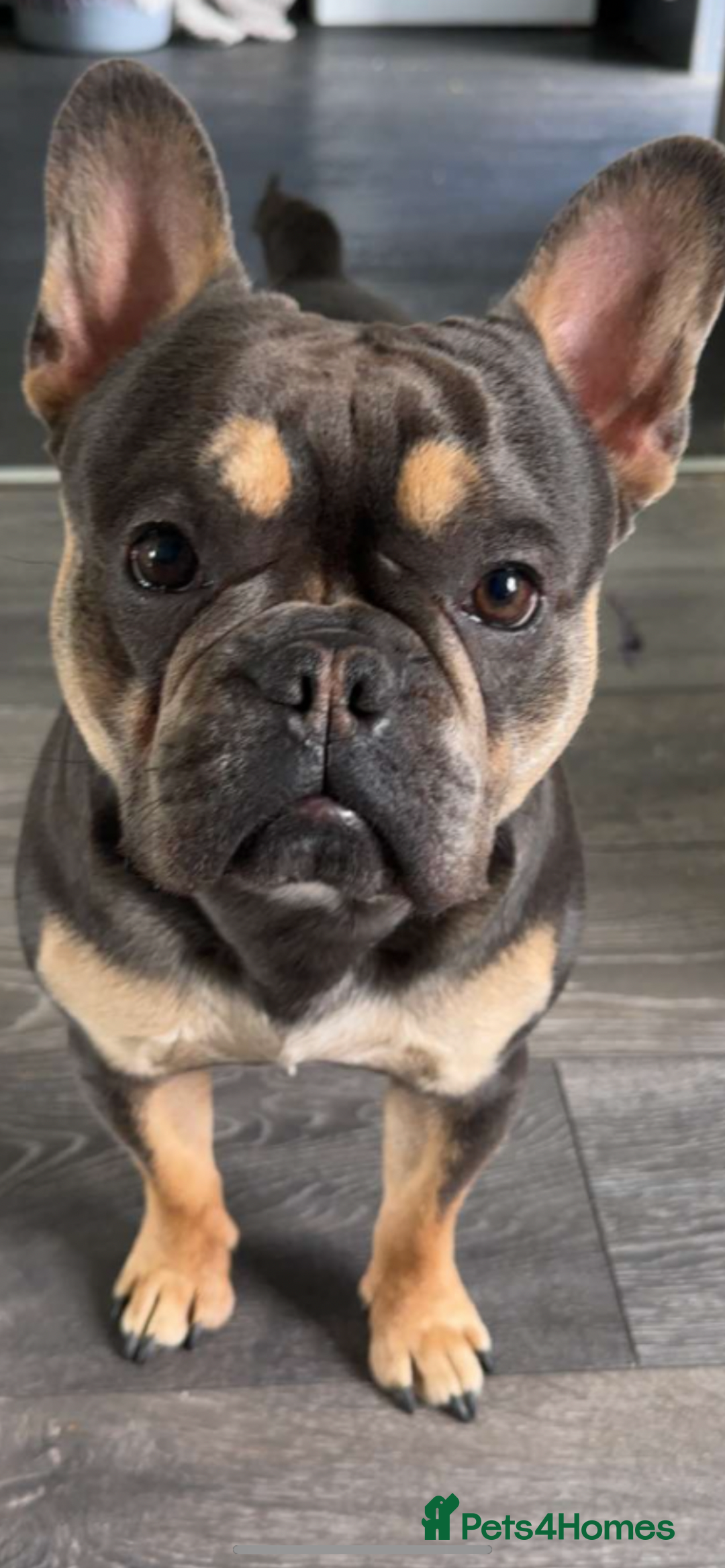 French Bulldog dogs for sale: French bull dog  - Image 4