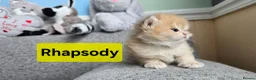 British Shorthair cats for sale: Pedigree golden British shorthair  - Advert 30