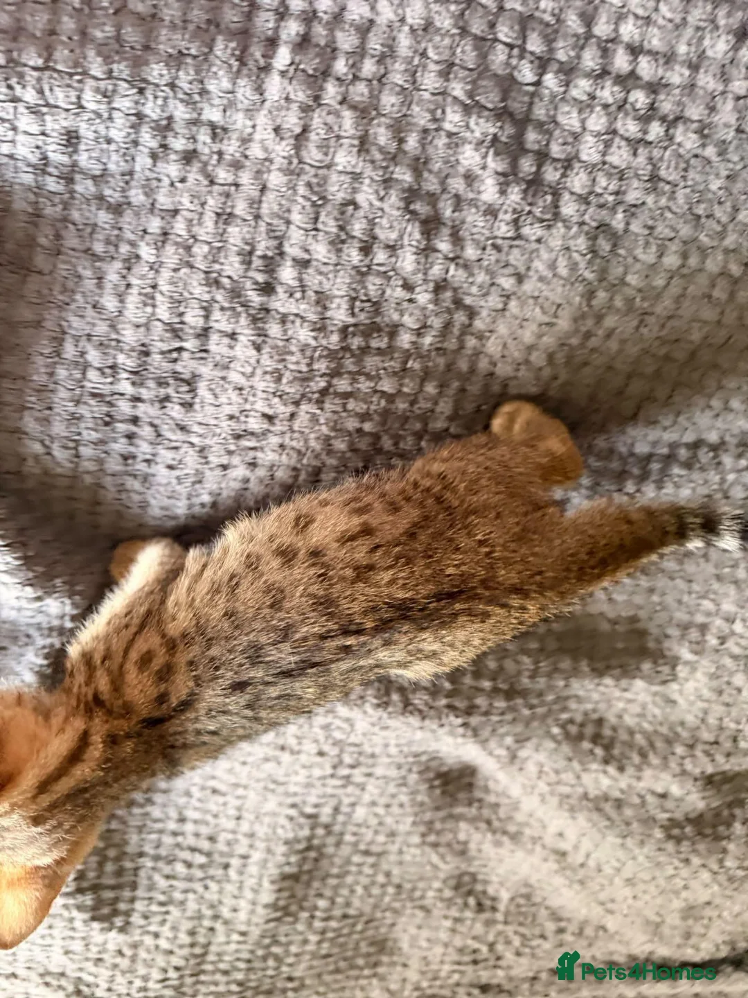 Bengal cats for sale: Gorgeous Kittens Looking for forever homes  - Advert 9