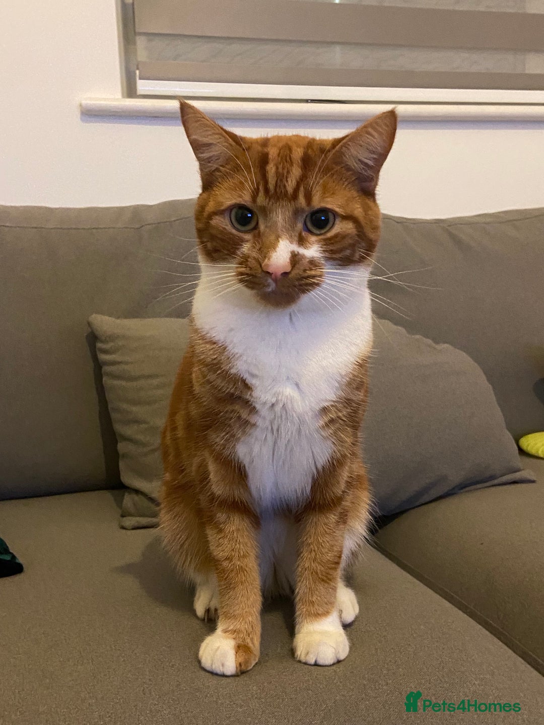 Mixed Breed cats for sale: Beautiful cat sunny  - Advert 3